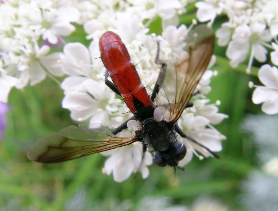 Cylindromyia bicolor (Tachinidae)